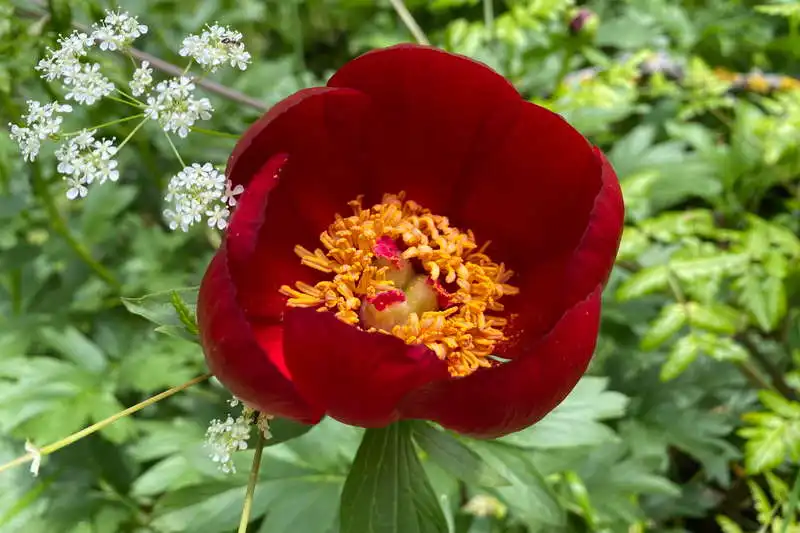 Cozluk-Rundweg, Măcin-Gebirge