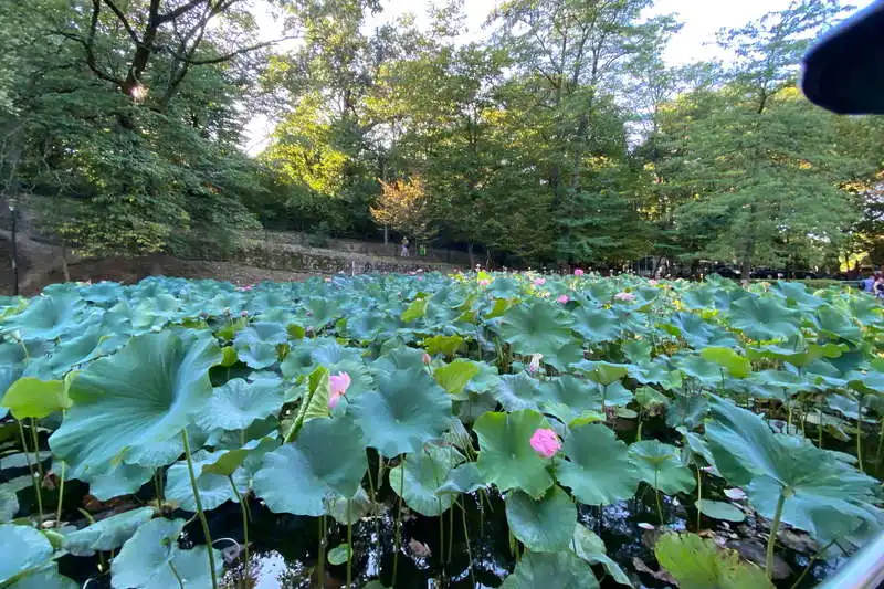 Ghid turistic Băile Felix, Bihor