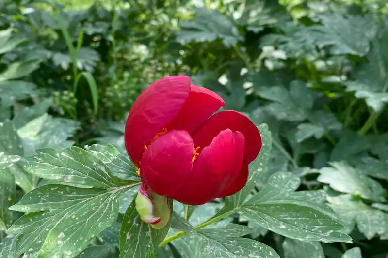 Buchsbaum-Reservat Enisala, Tulcea