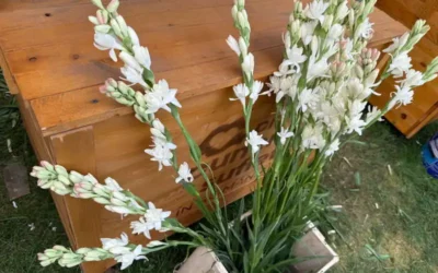 Tărâmul Tuberozelor, Hoghilag. Sibiu