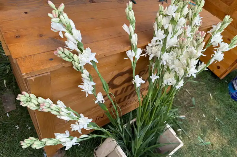 Hoghilag -Tărâmul Tuberozelor